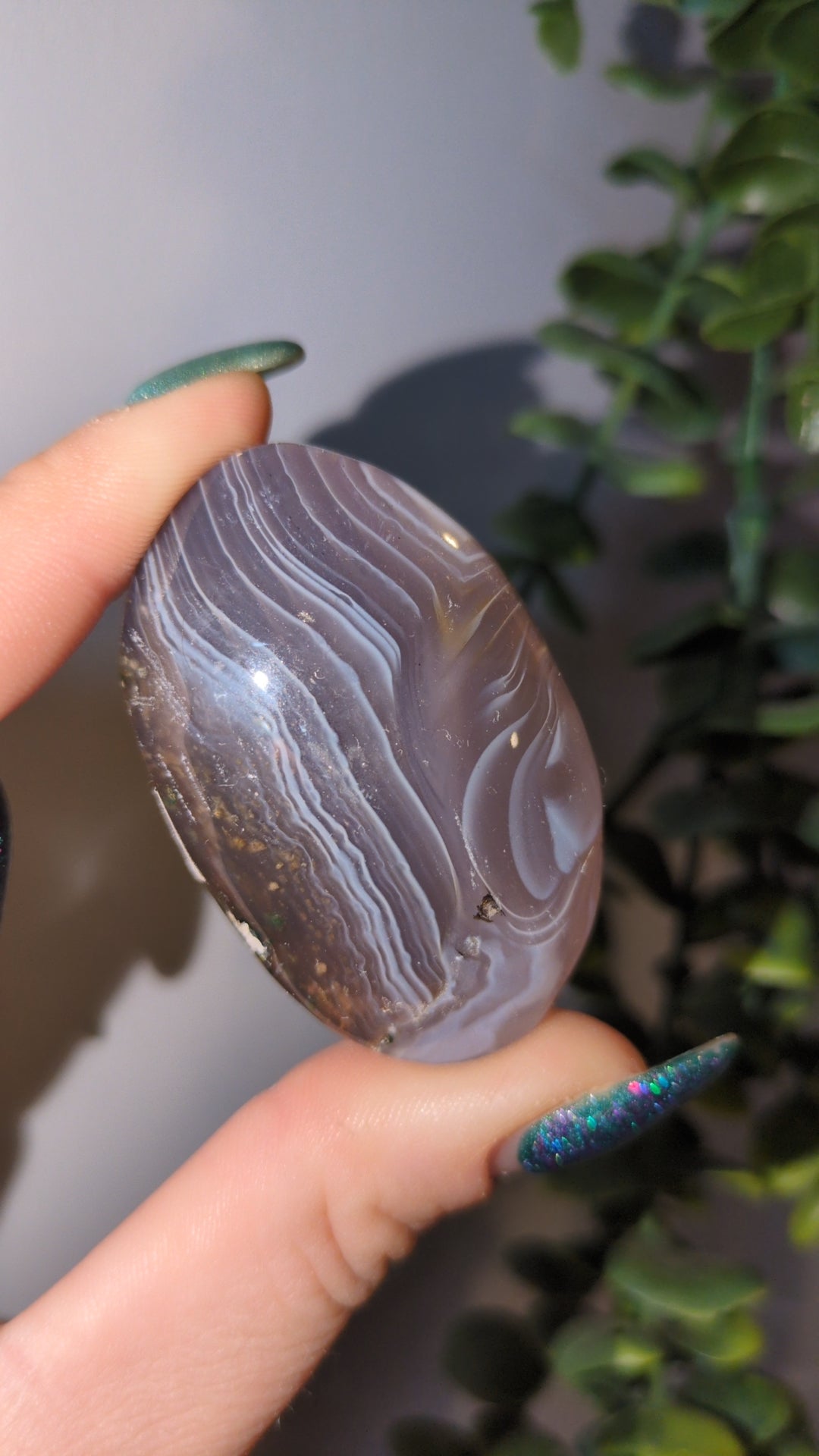 Botswana agate palm ✨