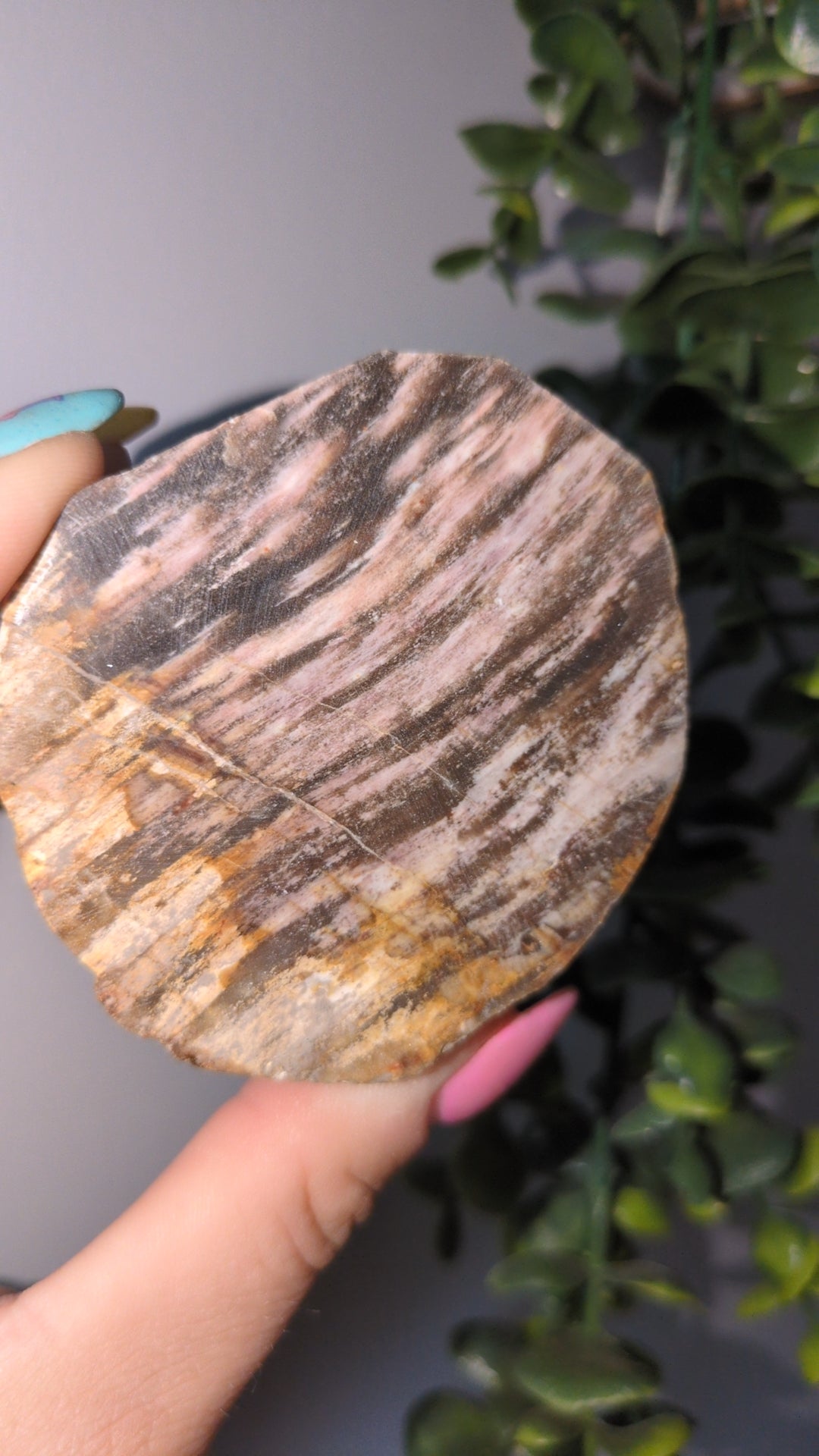 Pink petrified wood ✨