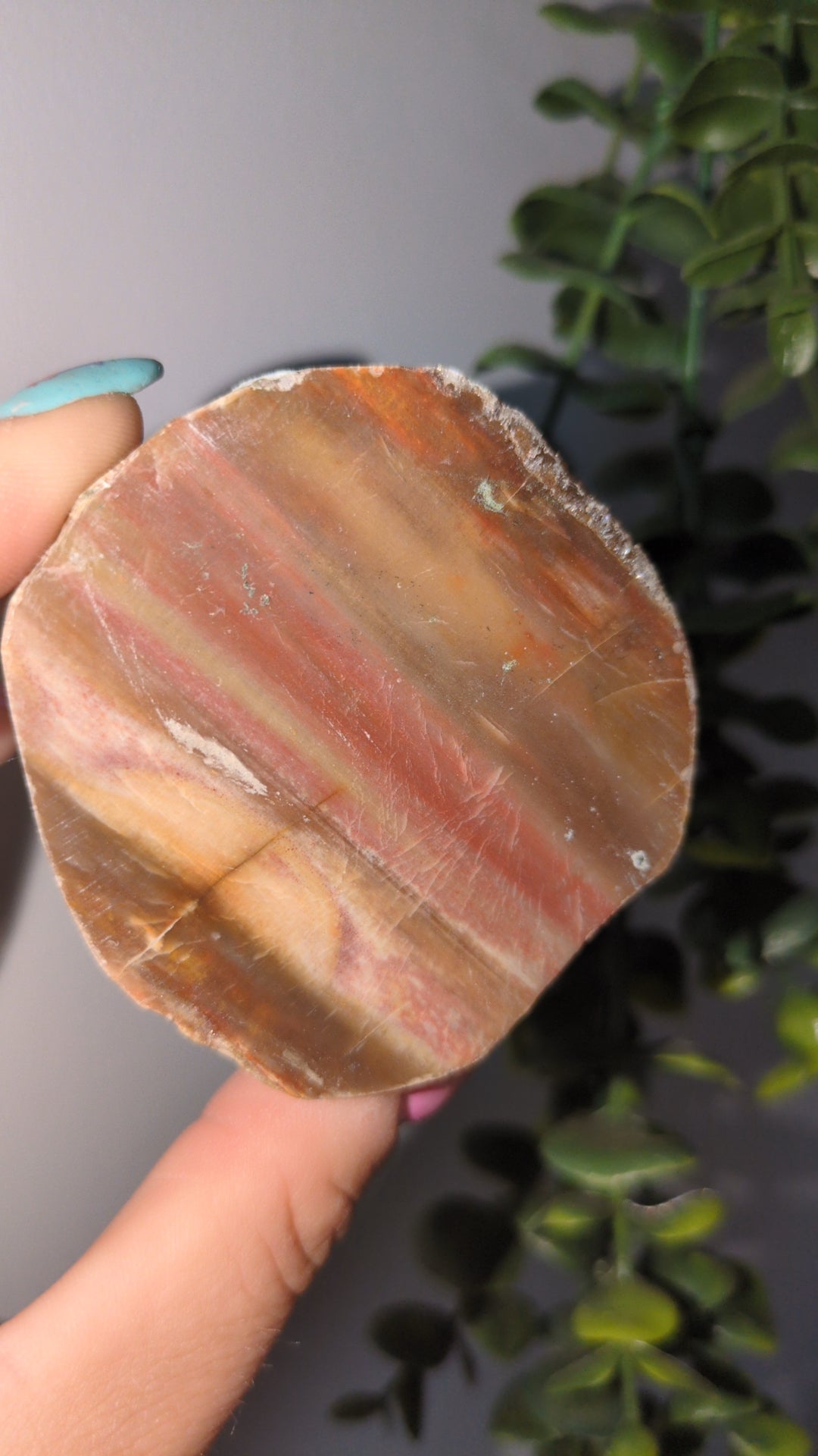 Petrified wood slab ✨
