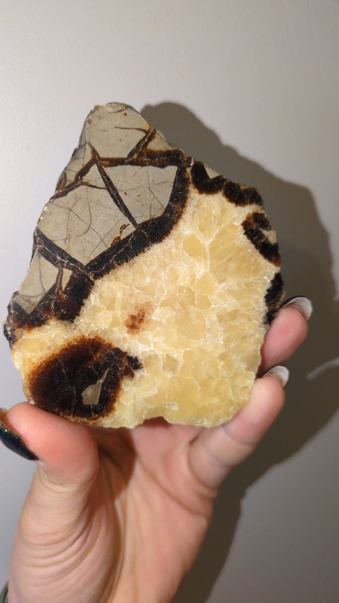 Septarian slab ✨ A