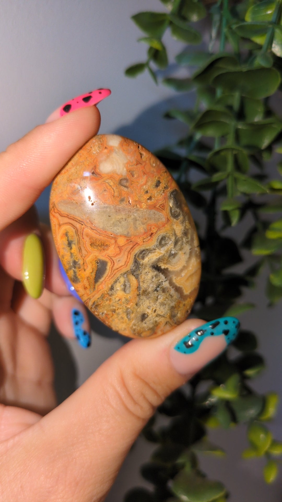 Crazy lace agate palm ✨