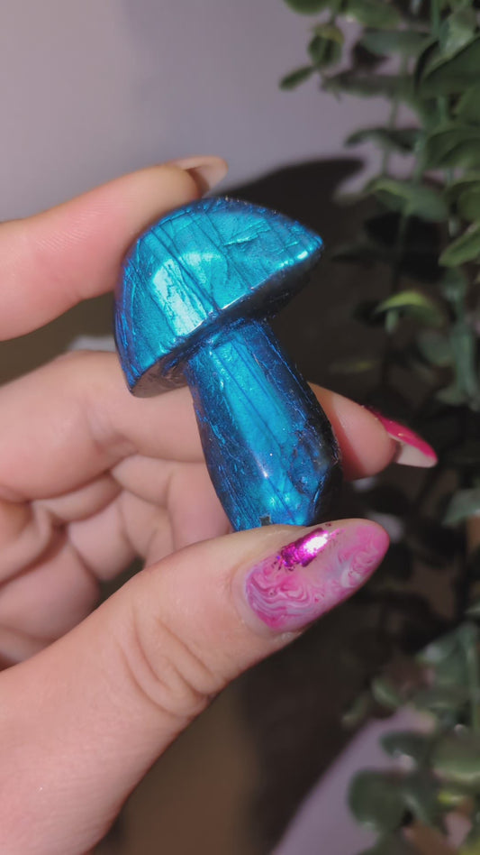 Labradorite mushrooms 🍄