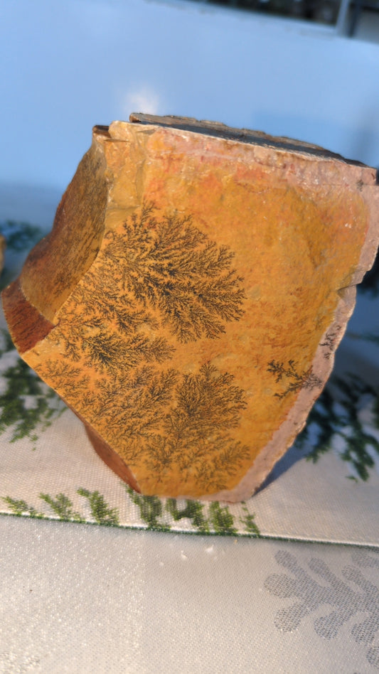 Dentrite on petrified wood ✨B