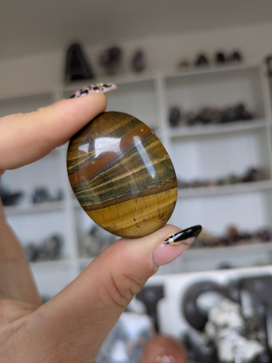 Tiger eye palm ✨