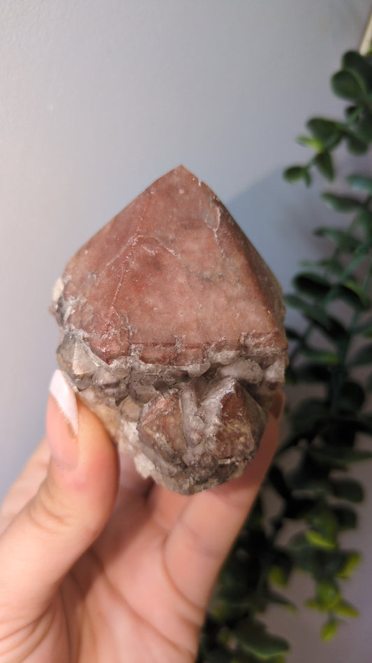 Red scepter Point (2)
