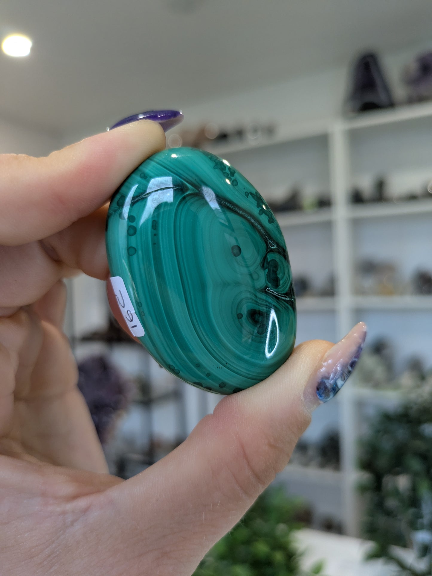 Malachite palm ✨C