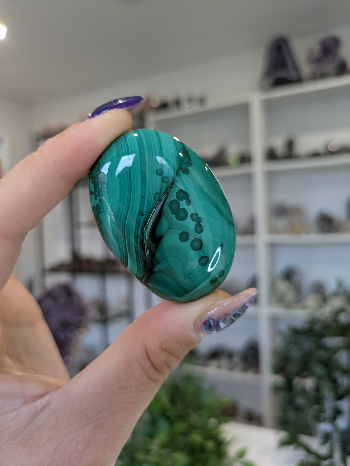 Malachite palm ✨C