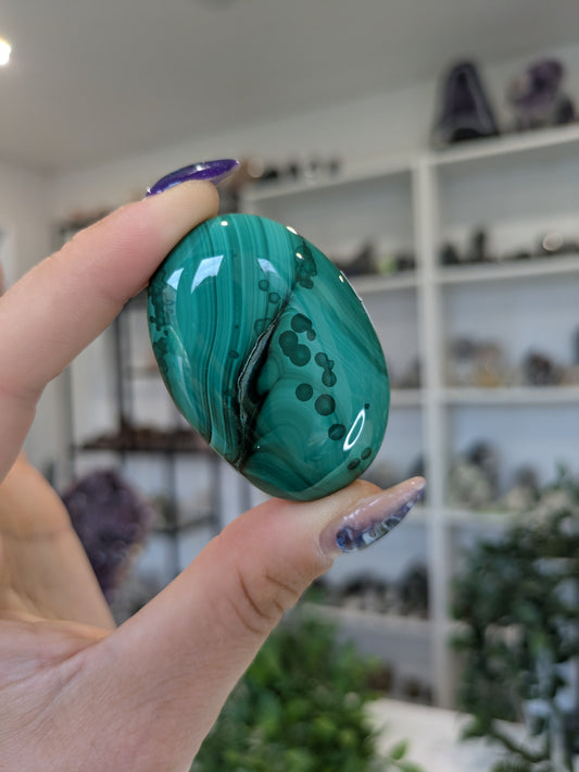 Malachite palm ✨C