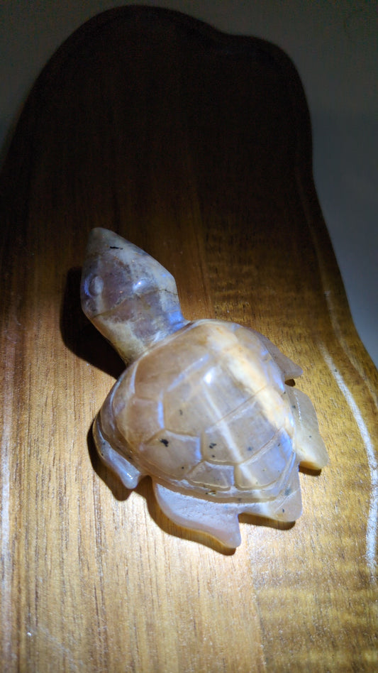 Moonstone turtle 🐢
