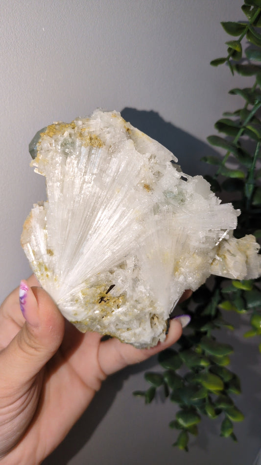 Icy Mint Apophyllite with yellow scolecite ✨