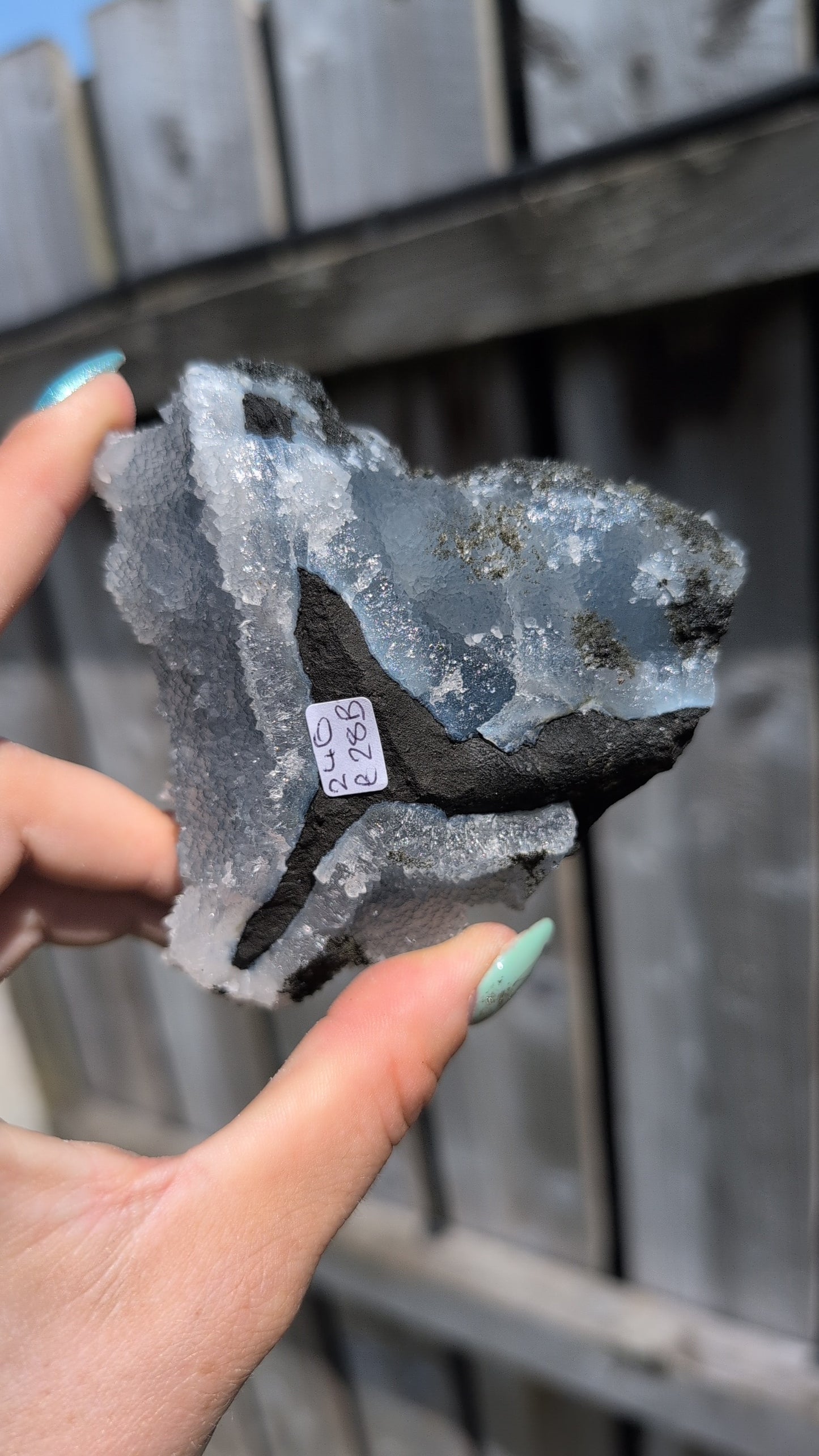 Black forest Apophyllite ✨ B
