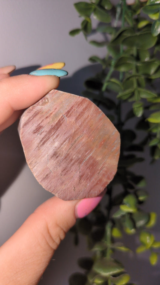 Pink petrified wood ✨