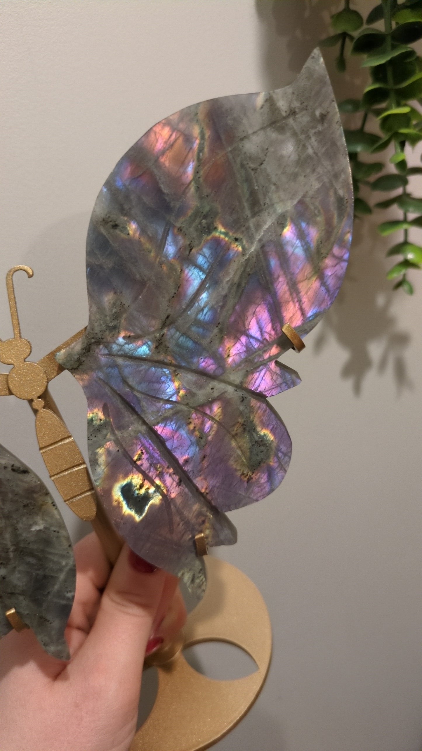 Large rainbow Labradorite wings ✨