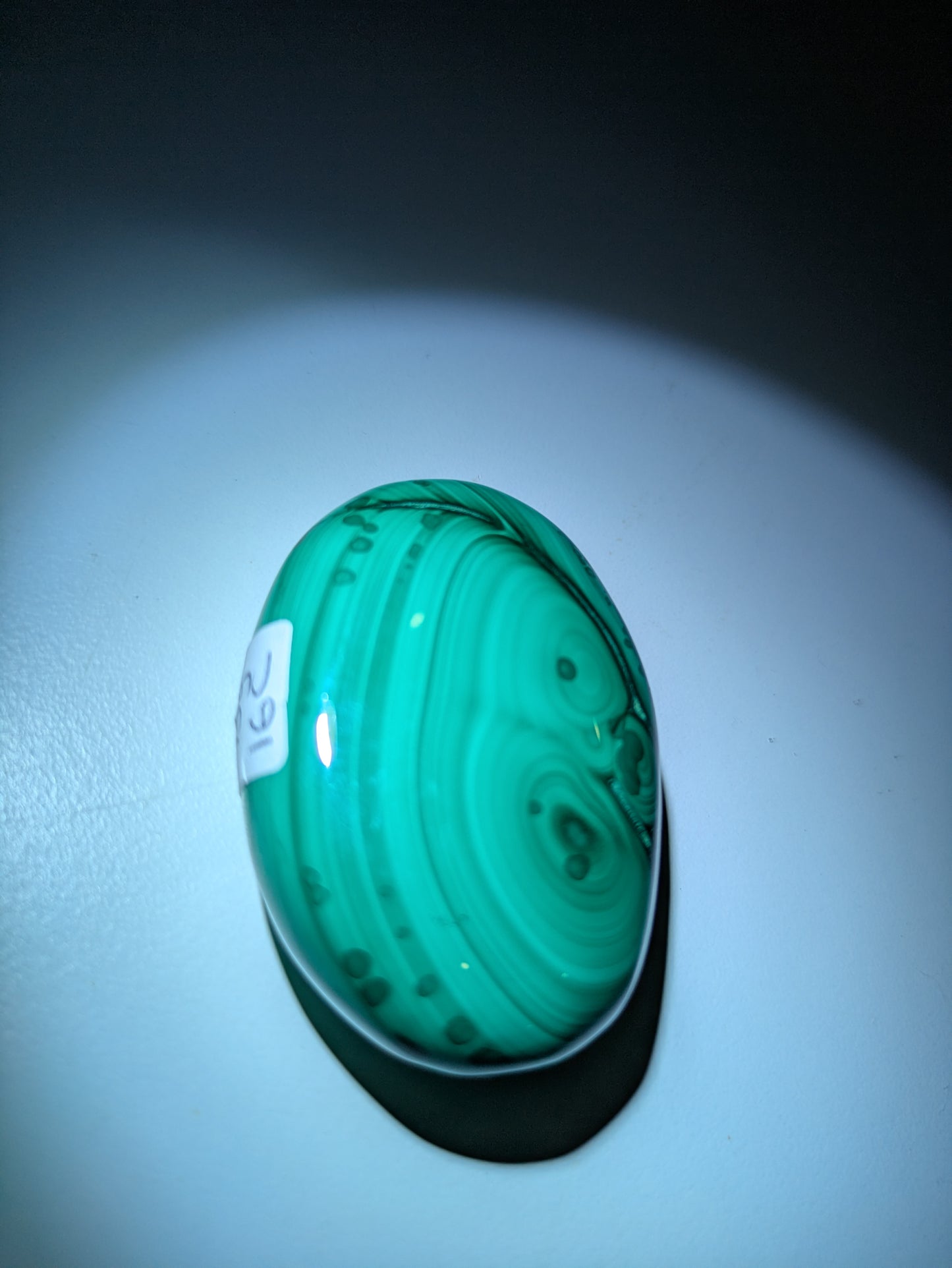 Malachite palm ✨C